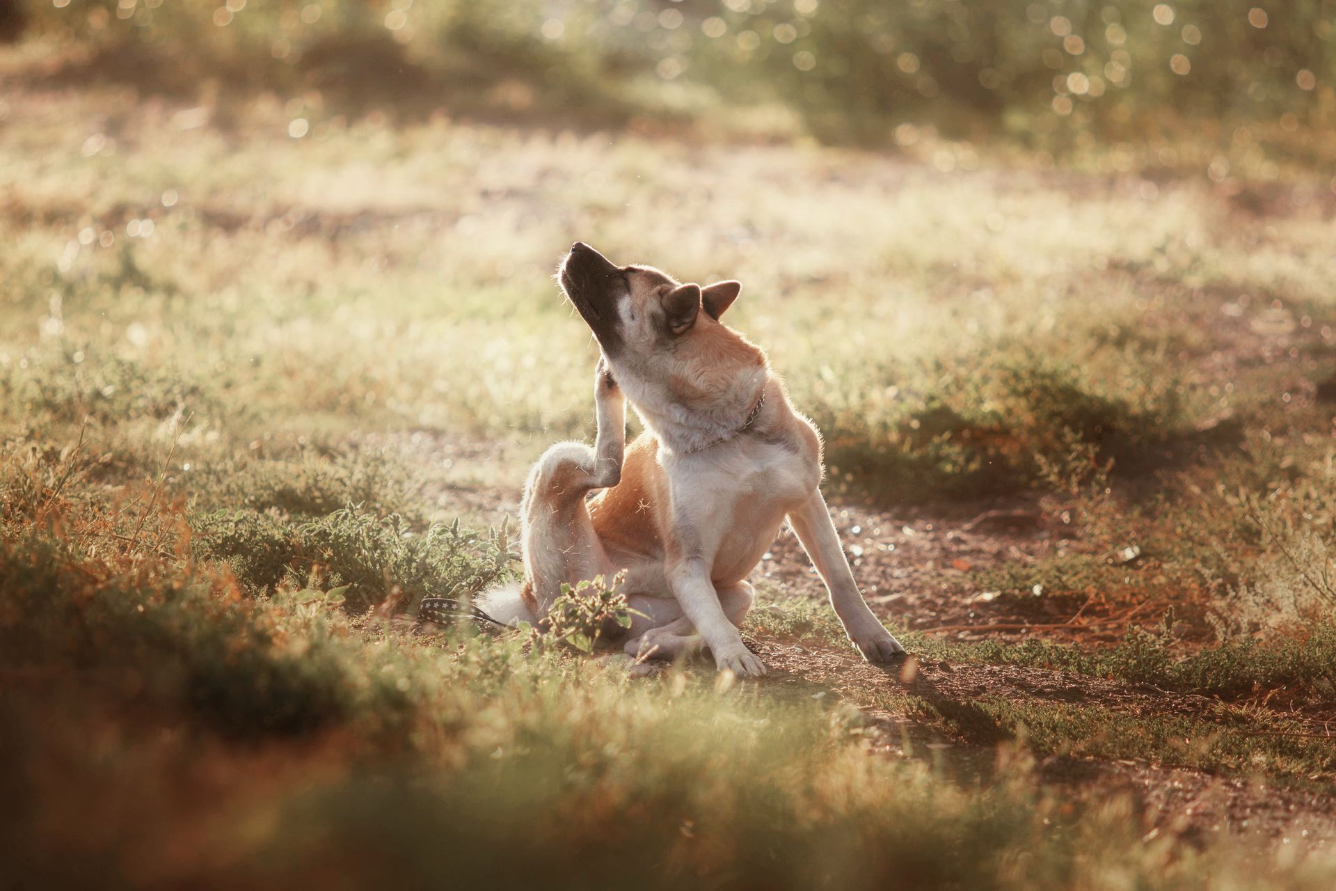 Ein Hund kratzt sich auf einem Feld am Kopf.