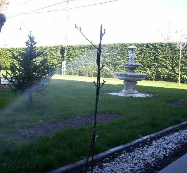 Una fuente en un jardín con un árbol en primer plano.