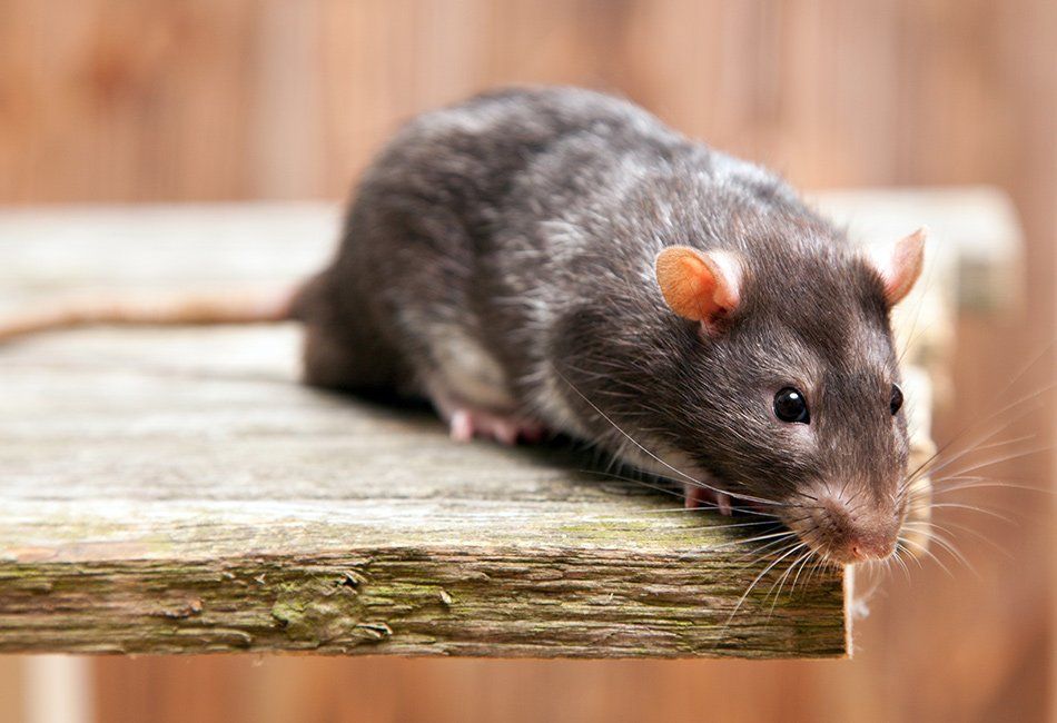 Rat gris sur une planche