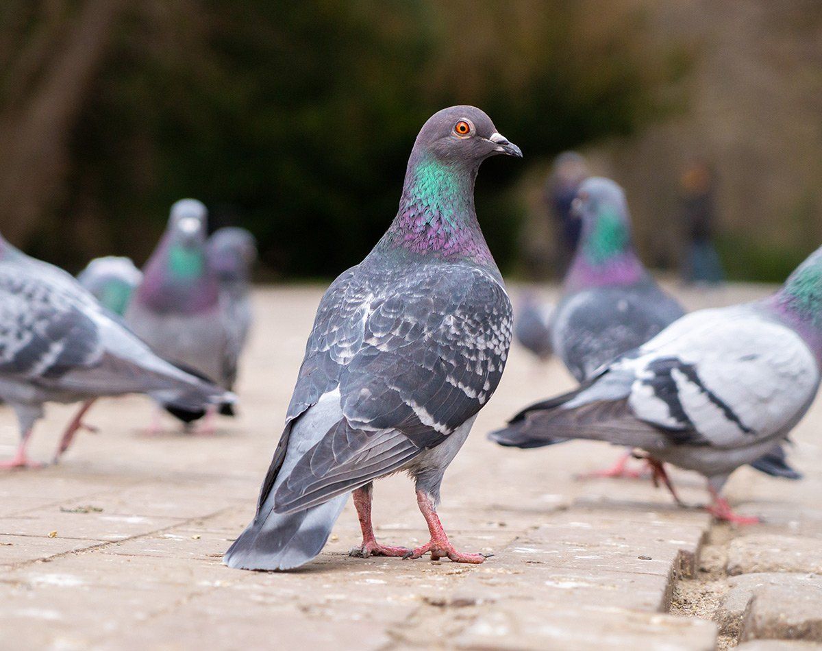 Groupe de pigeons