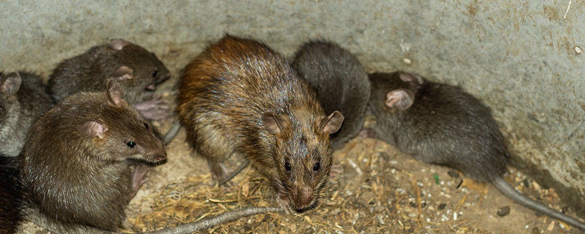 Groupe de rats