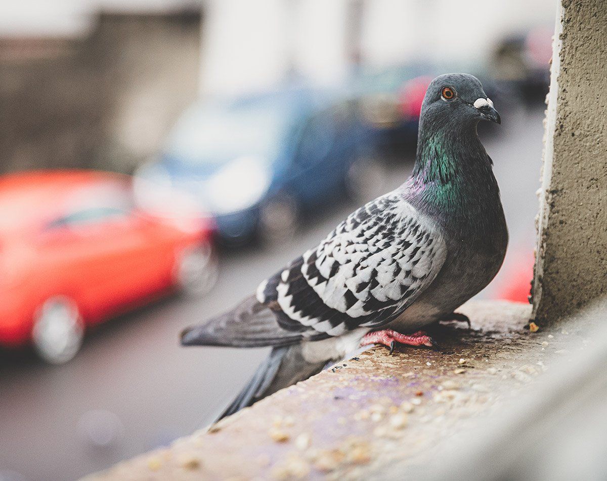 Pigeon sur un rebord de fenêtre