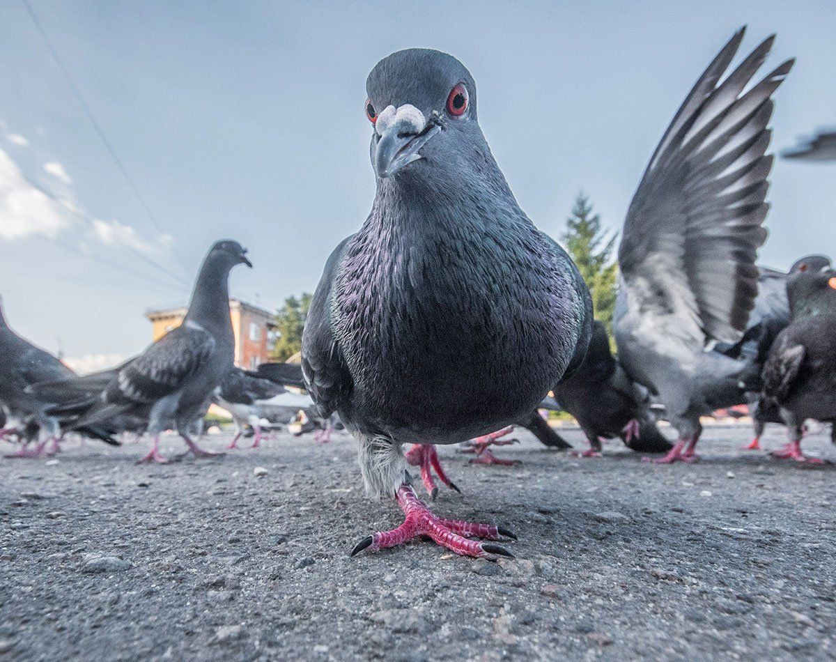 Colonie de pigeons