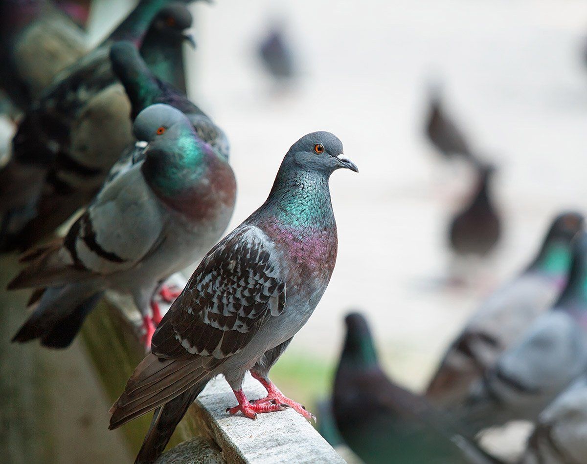 Groupe de pigeons envahissants