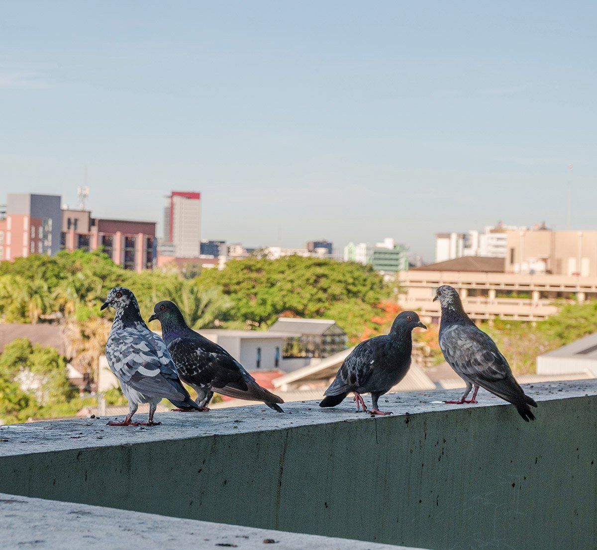 Pigeons face à la ville