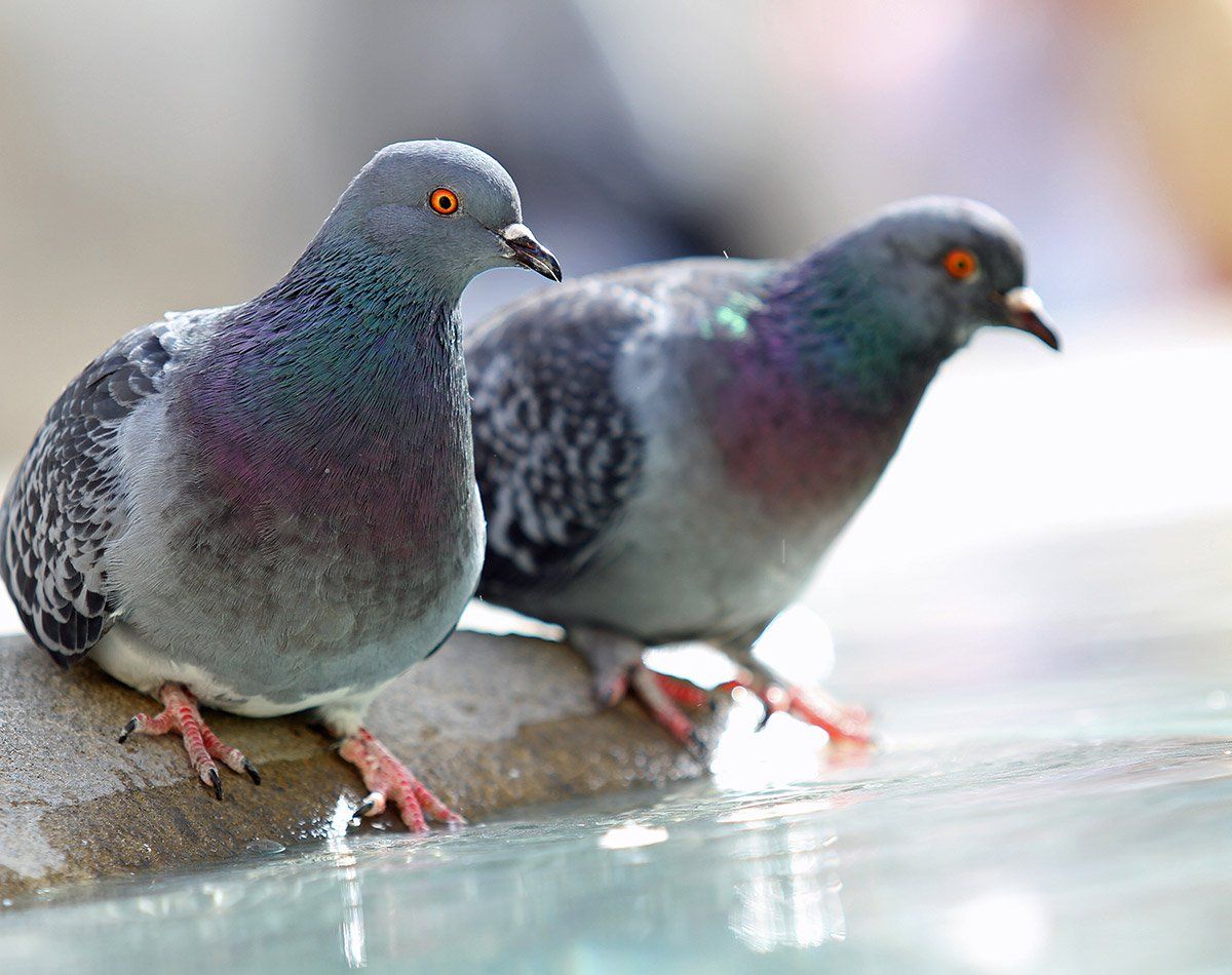 Deux pigeons sur le rebord d'un muret