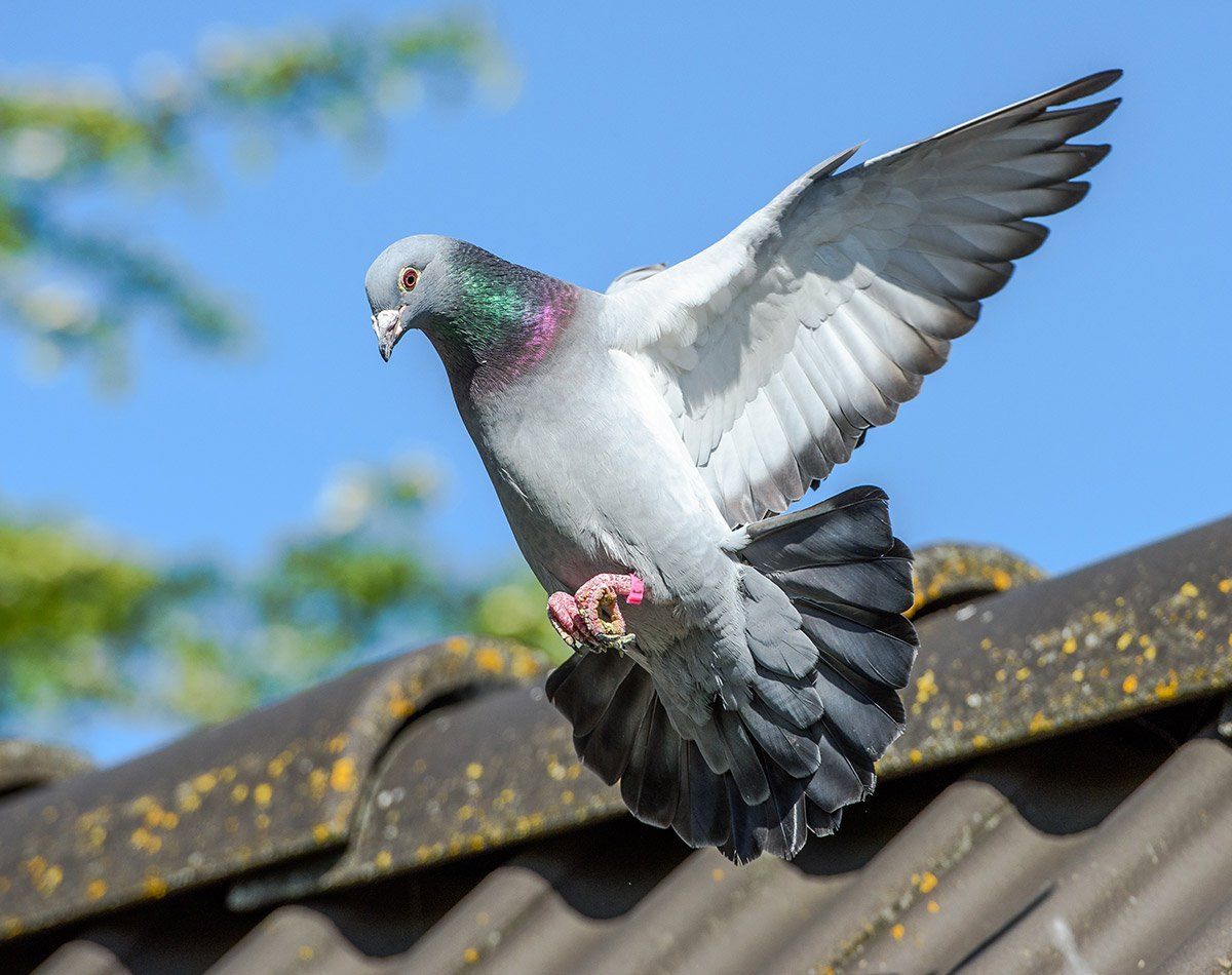 Pigeon en vol