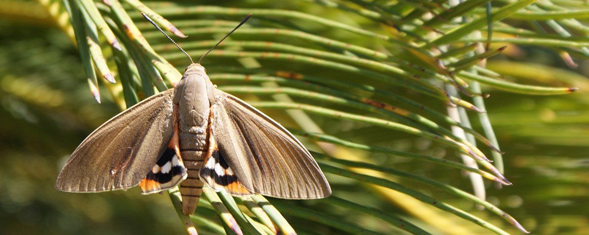 Papillon palmivore dans un arbre