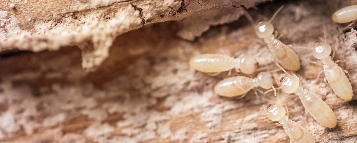 Termites rongeant du bois