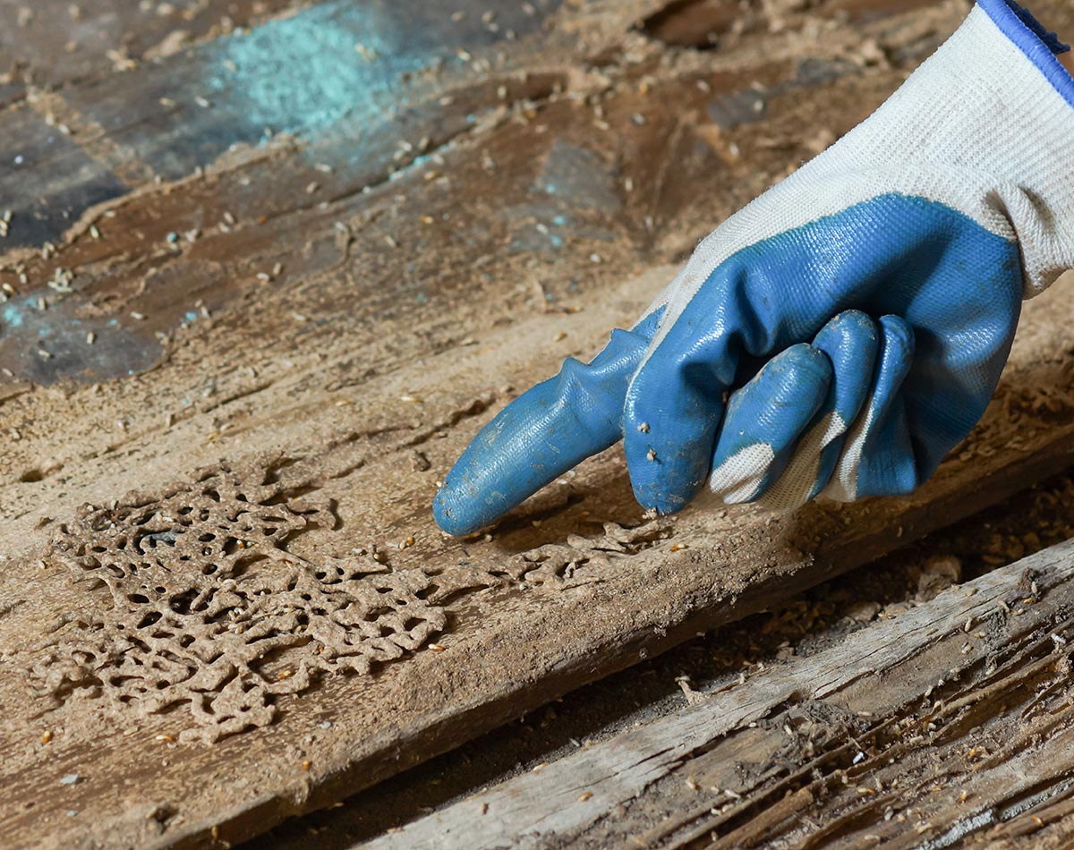 Main d'un ouvrier pointant les dégâts causés par les termites sur une planche de bois