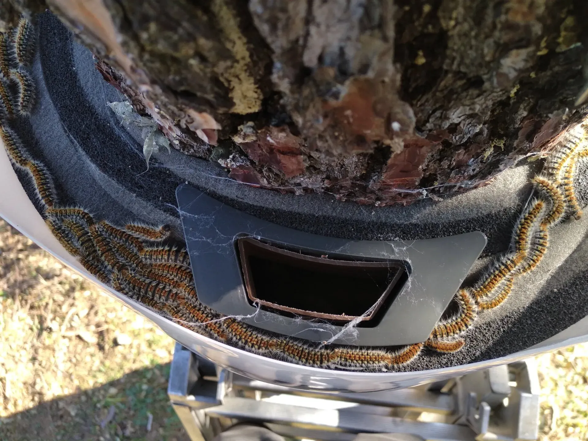 Pose d'écopièges : neuf écopièges ont été installés sur ce site