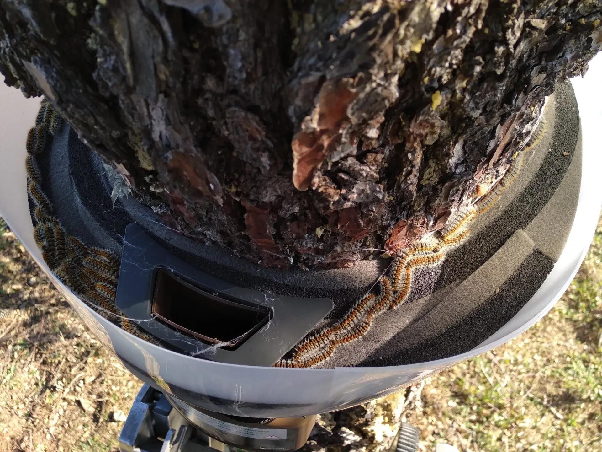 Chenilles processionnaires prises dans un piège