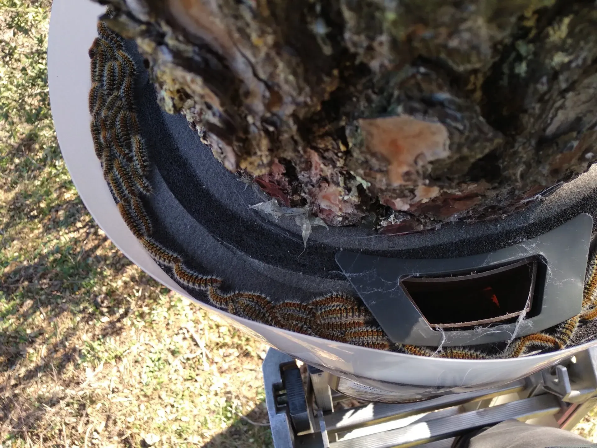 Chenilles processionnaires prises au piège