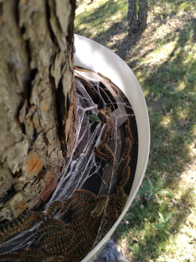 Chenilles processionnaires prises dans un écopiège