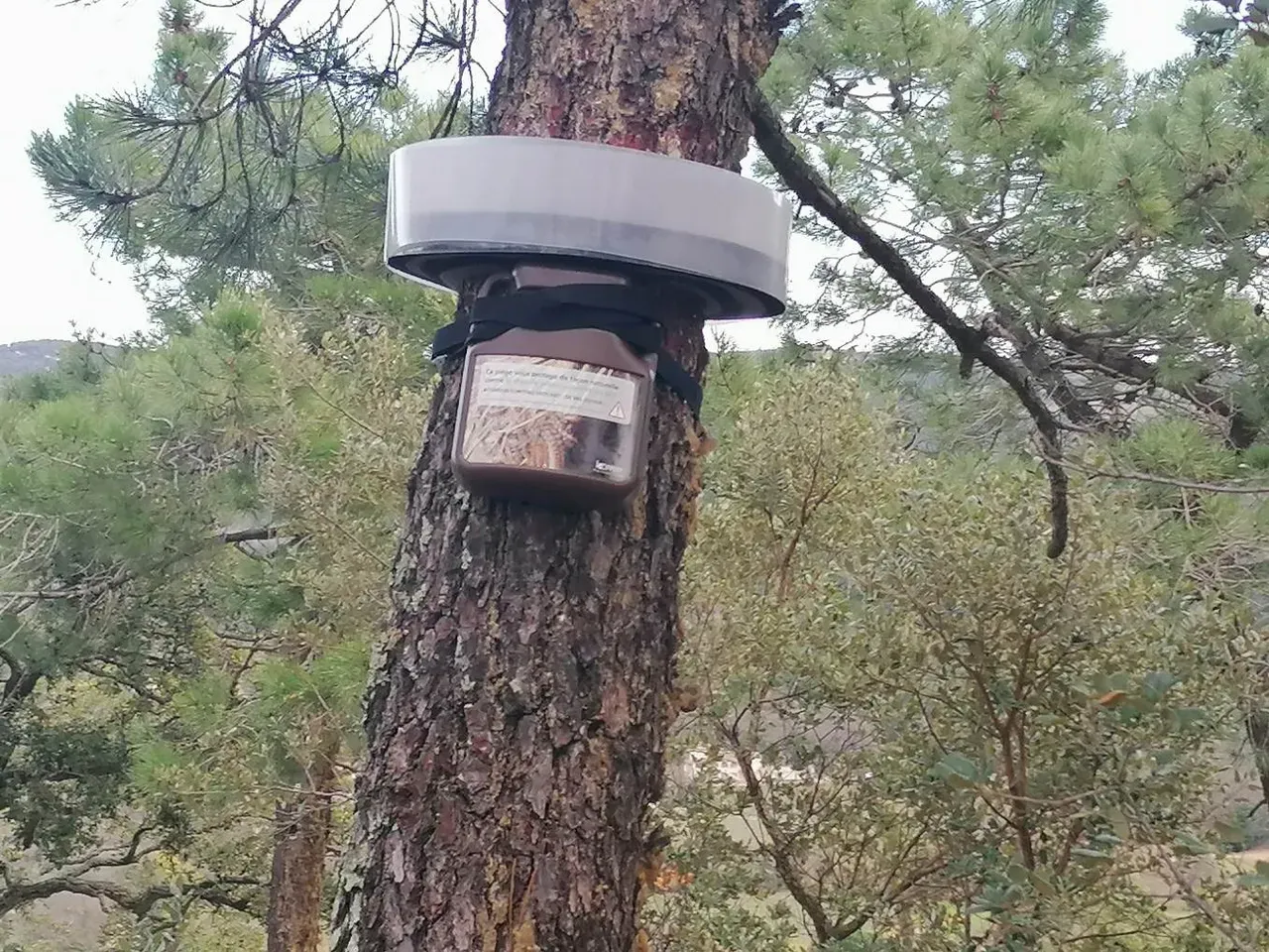 Écopiège permettant la capture des chenilles processionnaires du pin