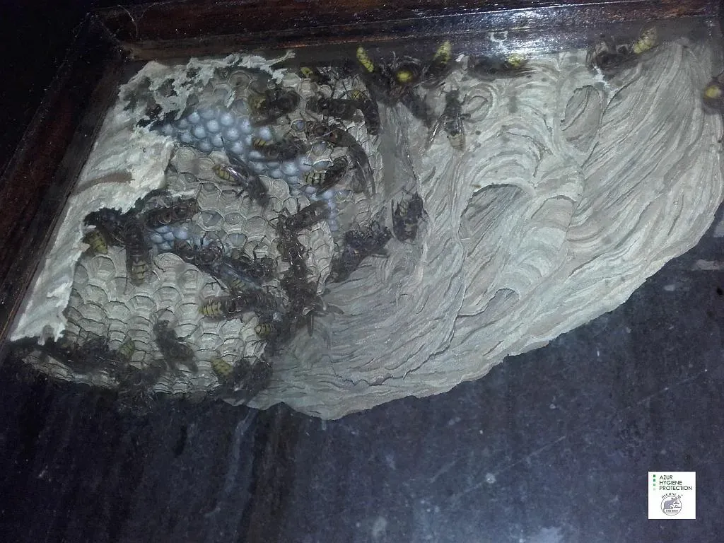 Nid de frelons avant traitement