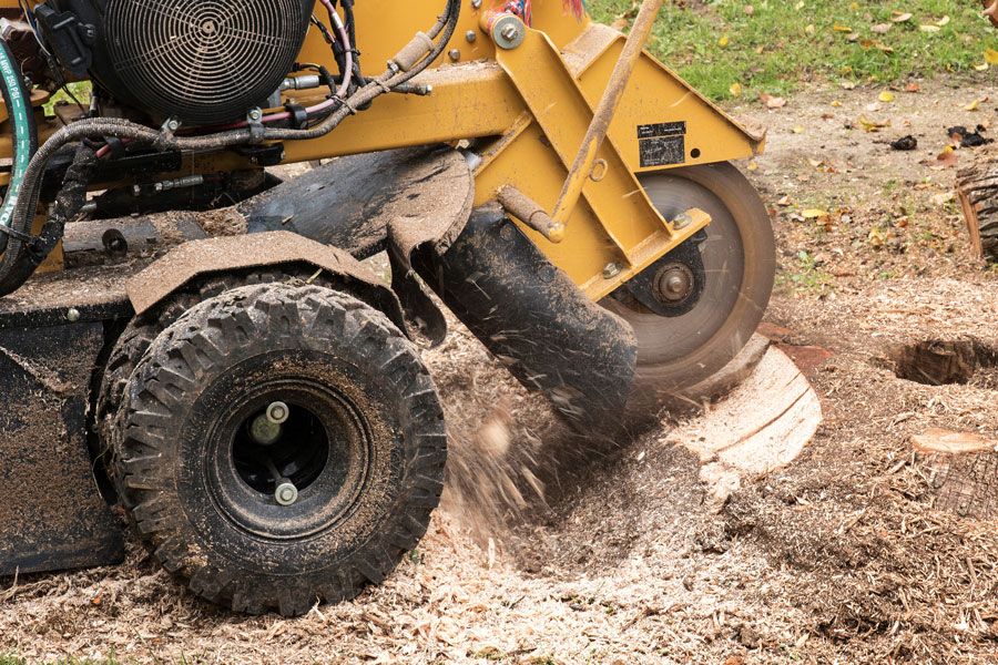 Dessoucheuse jaune en train de couper la souche