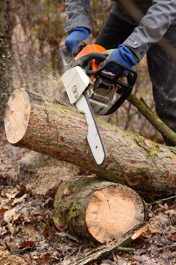 Tronçonneuse en train de couper du bois