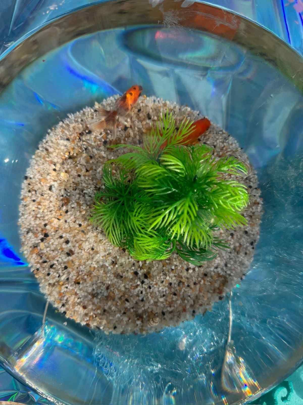 Dos pequeños peces naranjas nadan en una pecera de cristal llena de grava y una planta de plástico de color verde brillante.