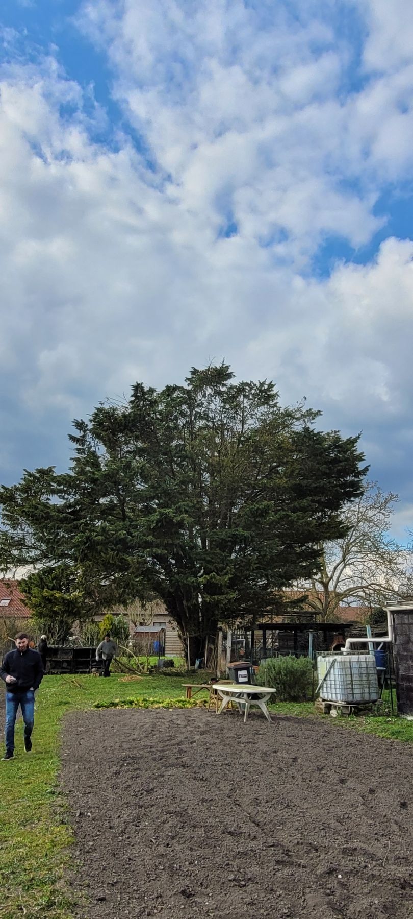 Branches d'arbre à élaguer