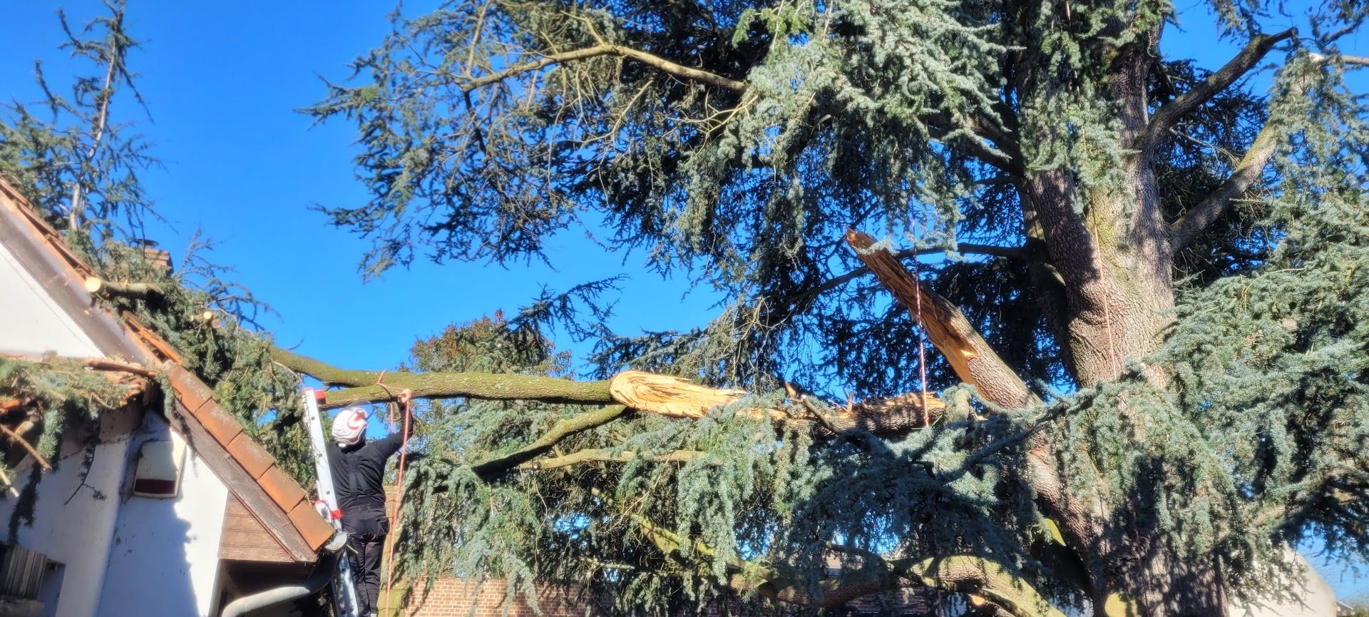 Une branche à couper