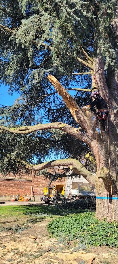 Élagage d'un arbre