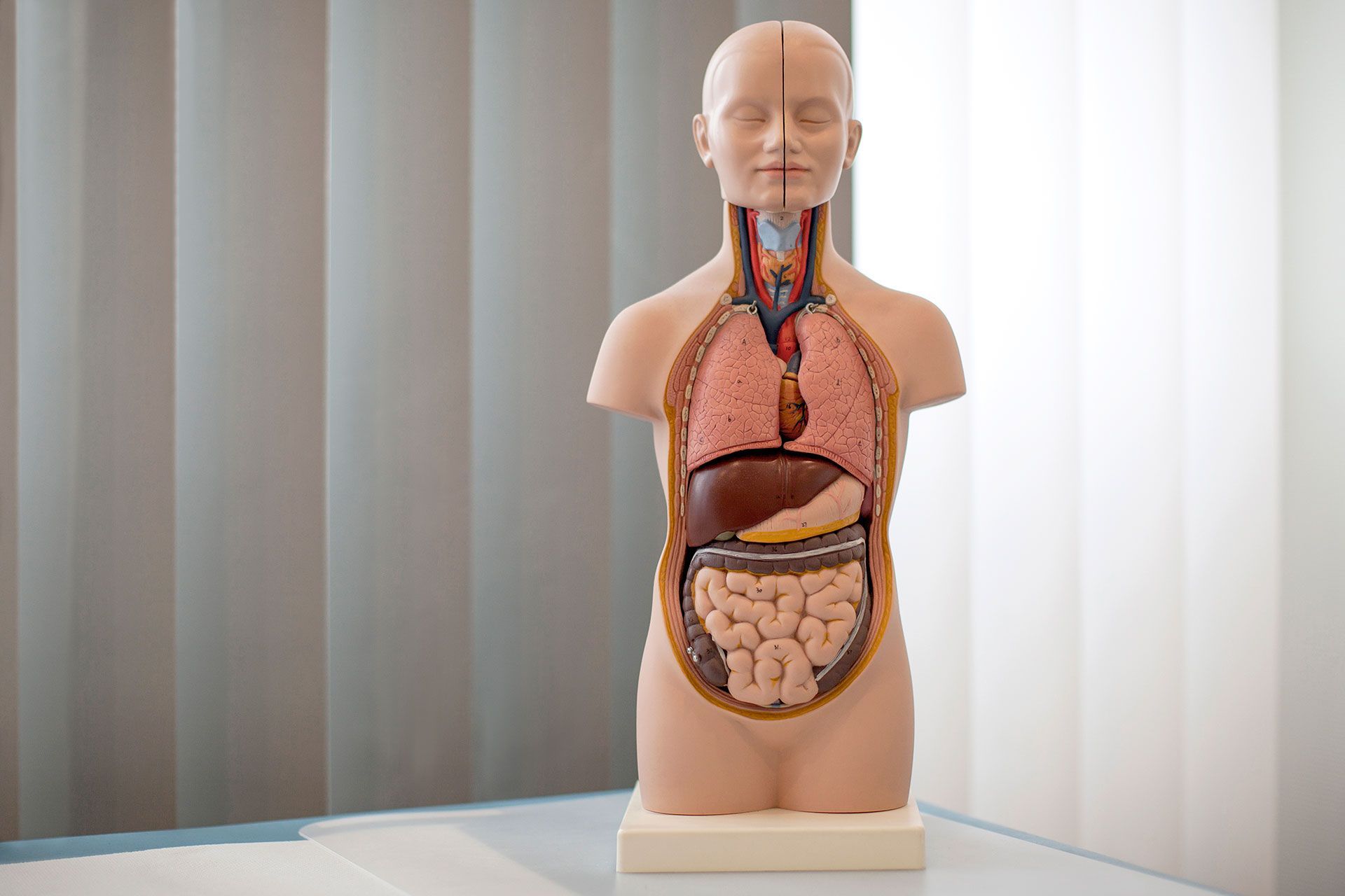 praxis steins, anatomie