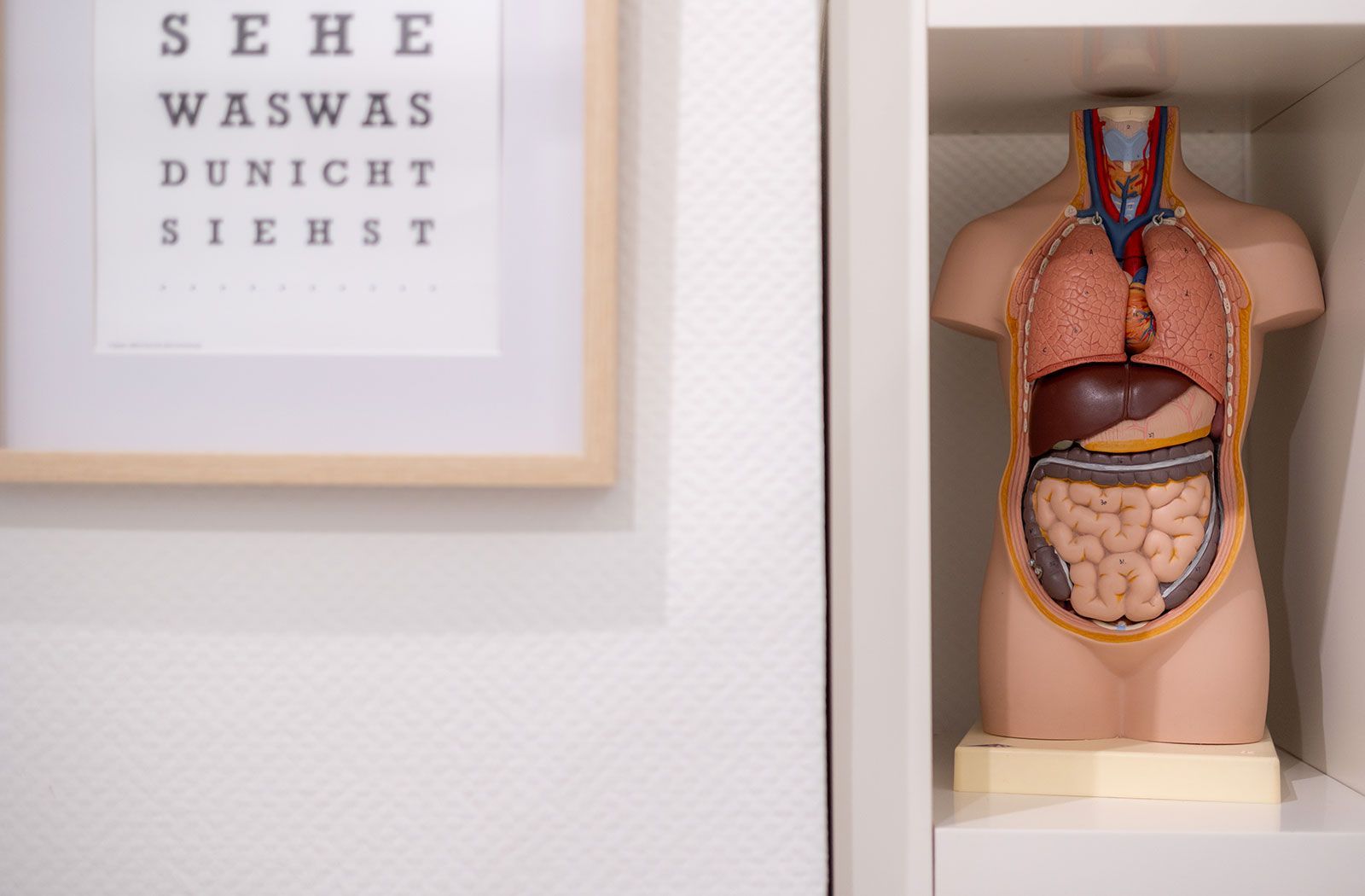 Anatomisches Torsomodell daneben gerahmte Sehtafel.
