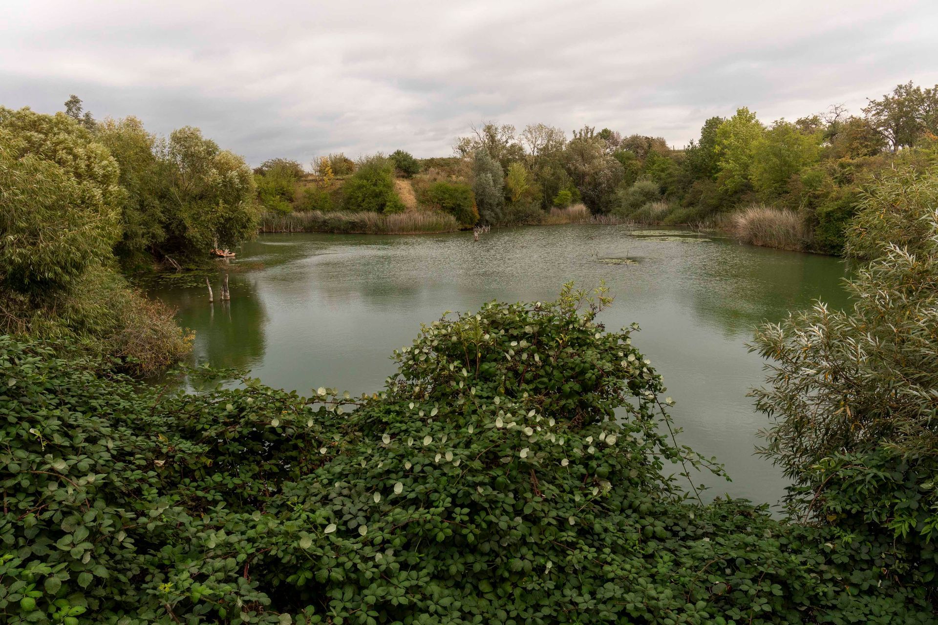 ein großer See umgeben von Bäumen und Pflanzen