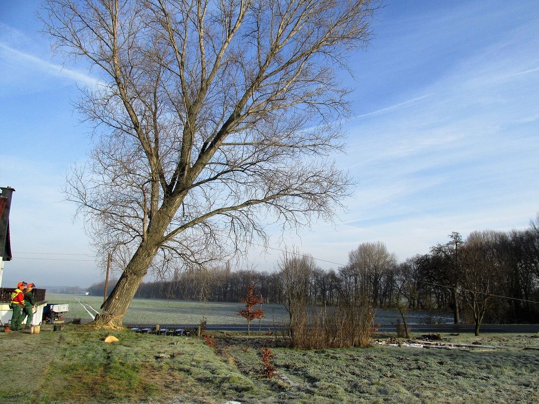 Eine Gruppe von Männern steht neben einem Baum in einem Feld