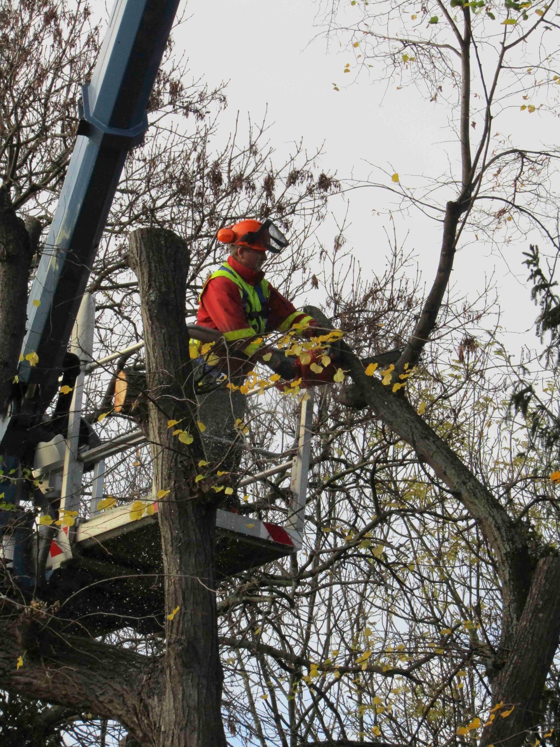 Spezial- Baumfällung mit Hubsteiger