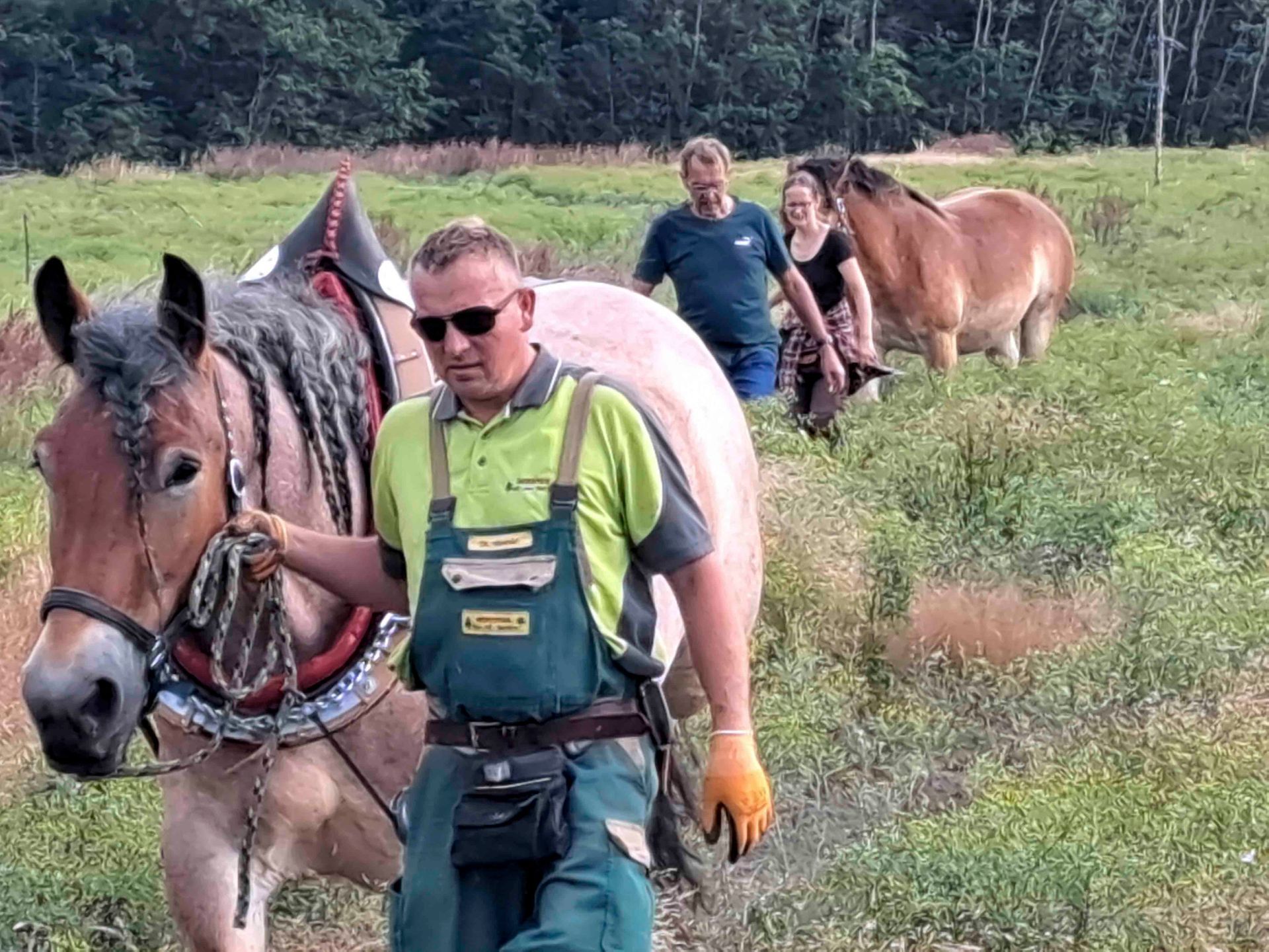 Einsatz Rückepferde