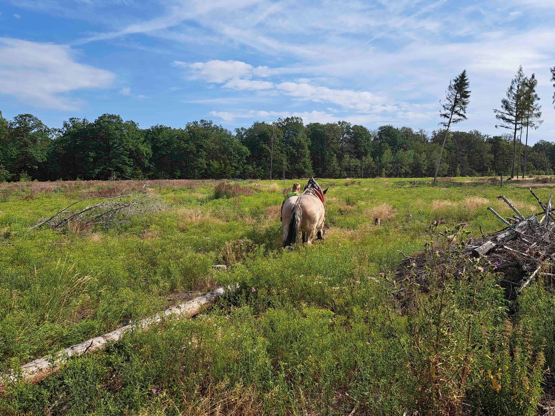 Einsatz Rückepferde