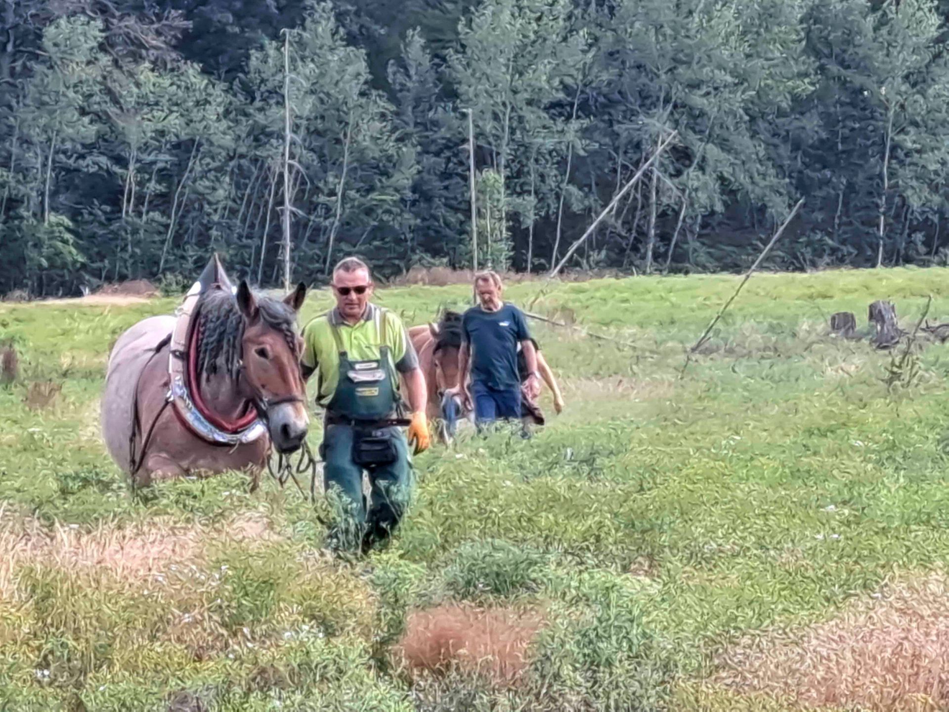 Einsatz Rückepferde