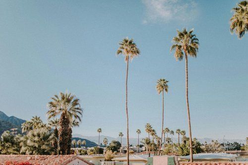 Palm trees against a clear blue sky, buildings in the foreground.