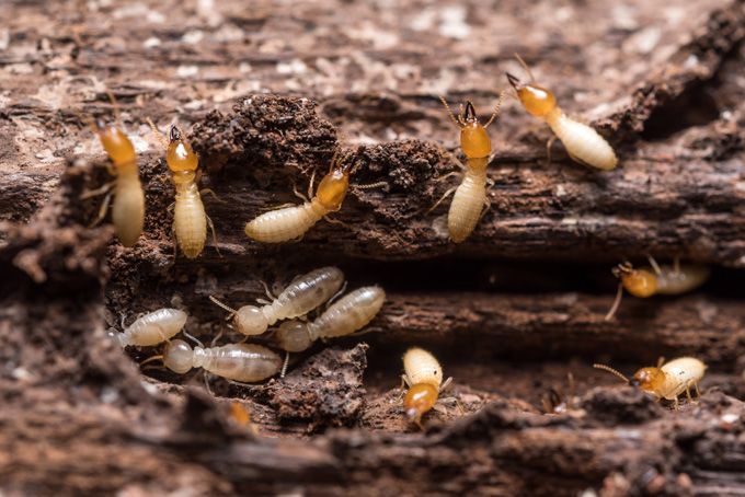 termites sur du bois