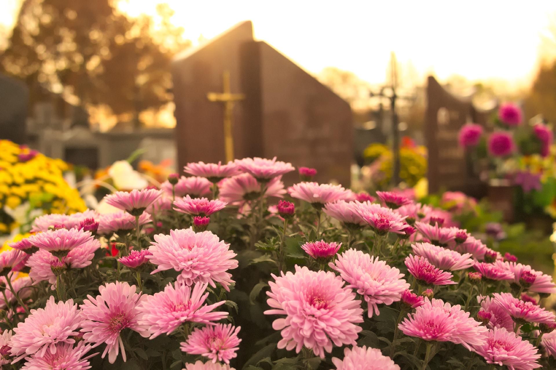 Rosa Chrysanthemen blühen auf einem Friedhof mit Grabsteinen und einem goldenen Kreuz Rosa Chrysanthemen blühen auf einem Friedhof mit Grabsteinen und einem goldenen Kreuz, Sonnenuntergang.