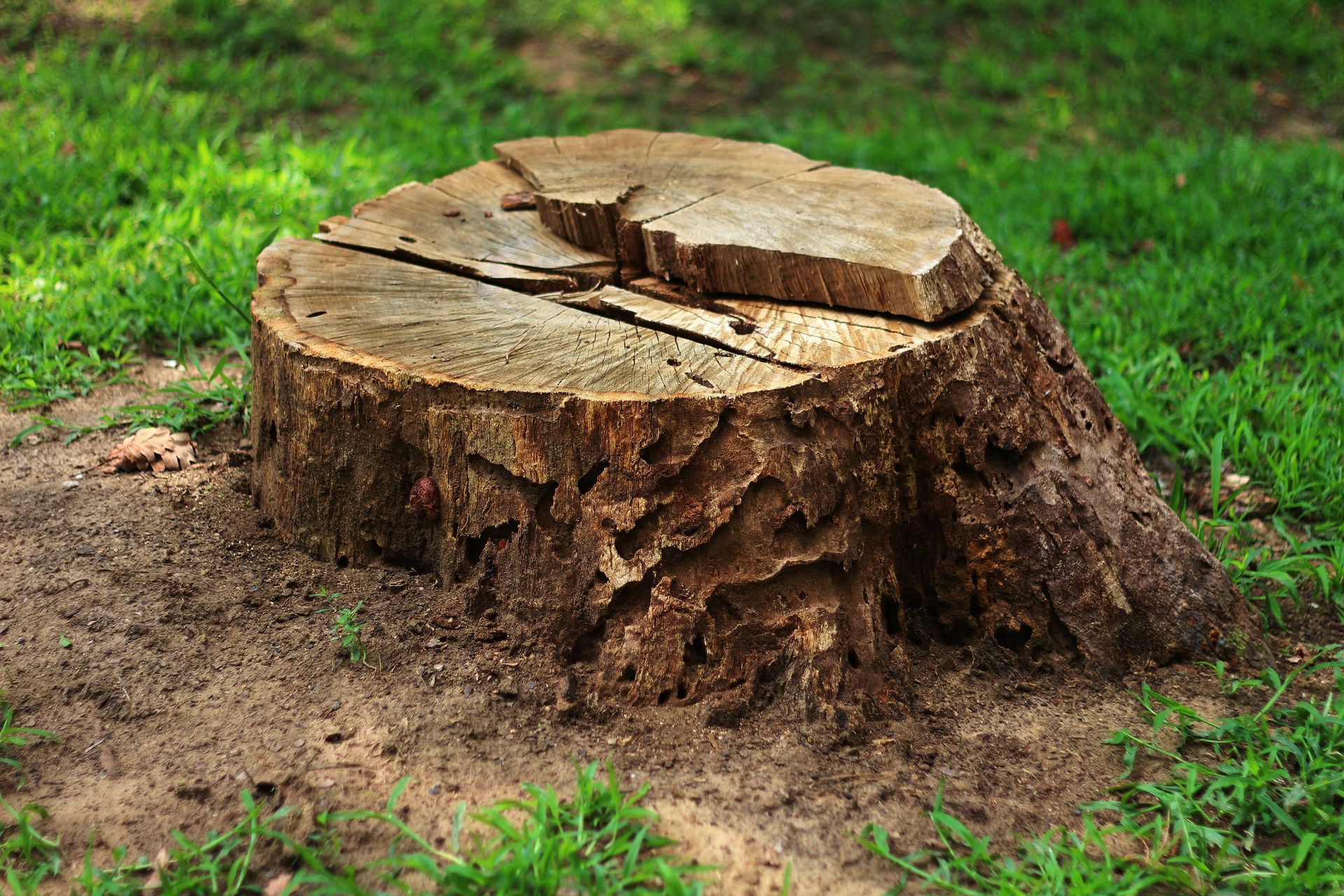 Souche d'arbre dans un jardin