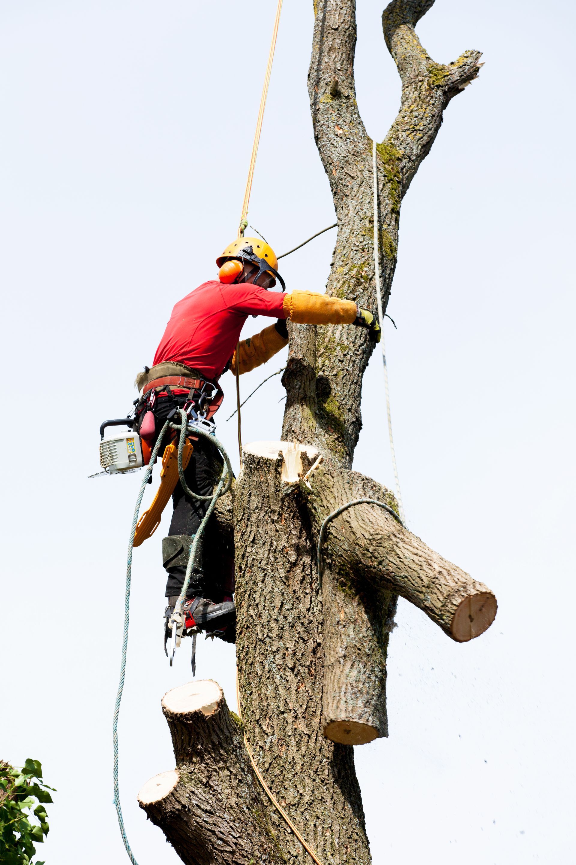 Un homme en train de démonter un arbre