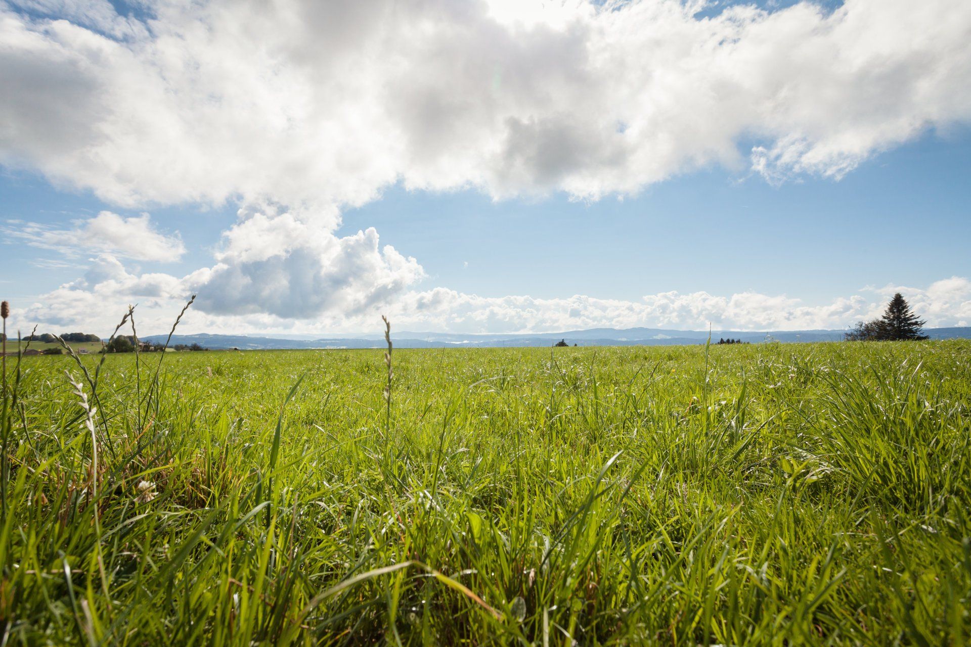 Champs avec de l'herbe verte