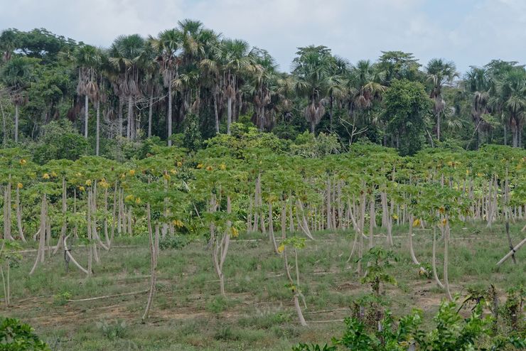 Champ défriché avec des rangées de jeunes plants et une forêt dense et verdoyante en arrière-plan