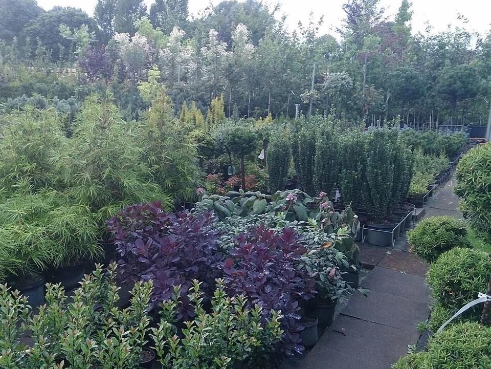 Maik Großblotekamp Garten- und Landschaftspflege – verschiedene Pflanzen in der Baumschule