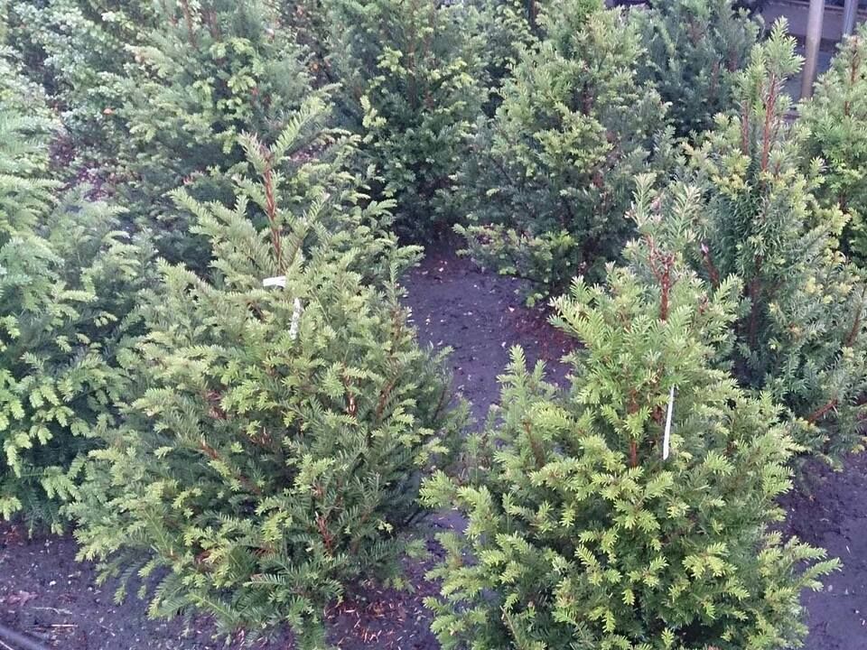 Maik Großblotekamp Garten- und Landschaftspflege – verschiedene Bäume in der Baumschule