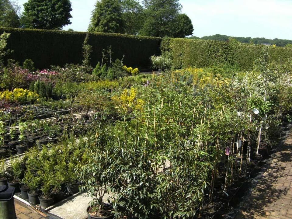Maik Großblotekamp Garten- und Landschaftspflege – verschiedene Pflanzen in der Baumschule