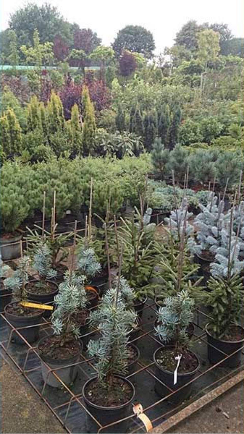 Maik Großblotekamp Garten- und Landschaftspflege – verschiedene Baumarten in Töpfen