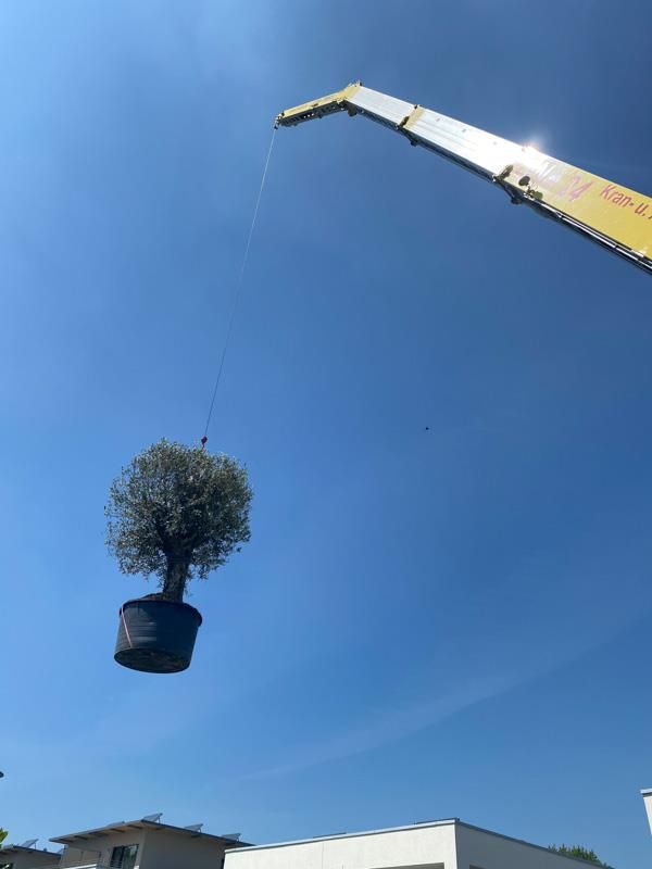 Ein gelber Kranich hebt eine Topfpflanze in die Luft