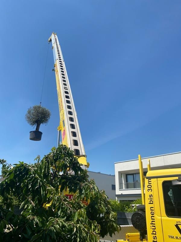 Ein Kran hebt eine Topfpflanze in die Luft