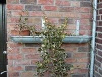 Aus einer Dachrinne an einer Backsteinmauer wächst eine Pflanze.