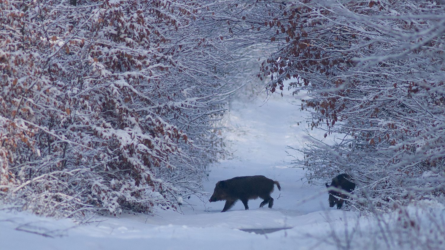 Sanglier dans la neige