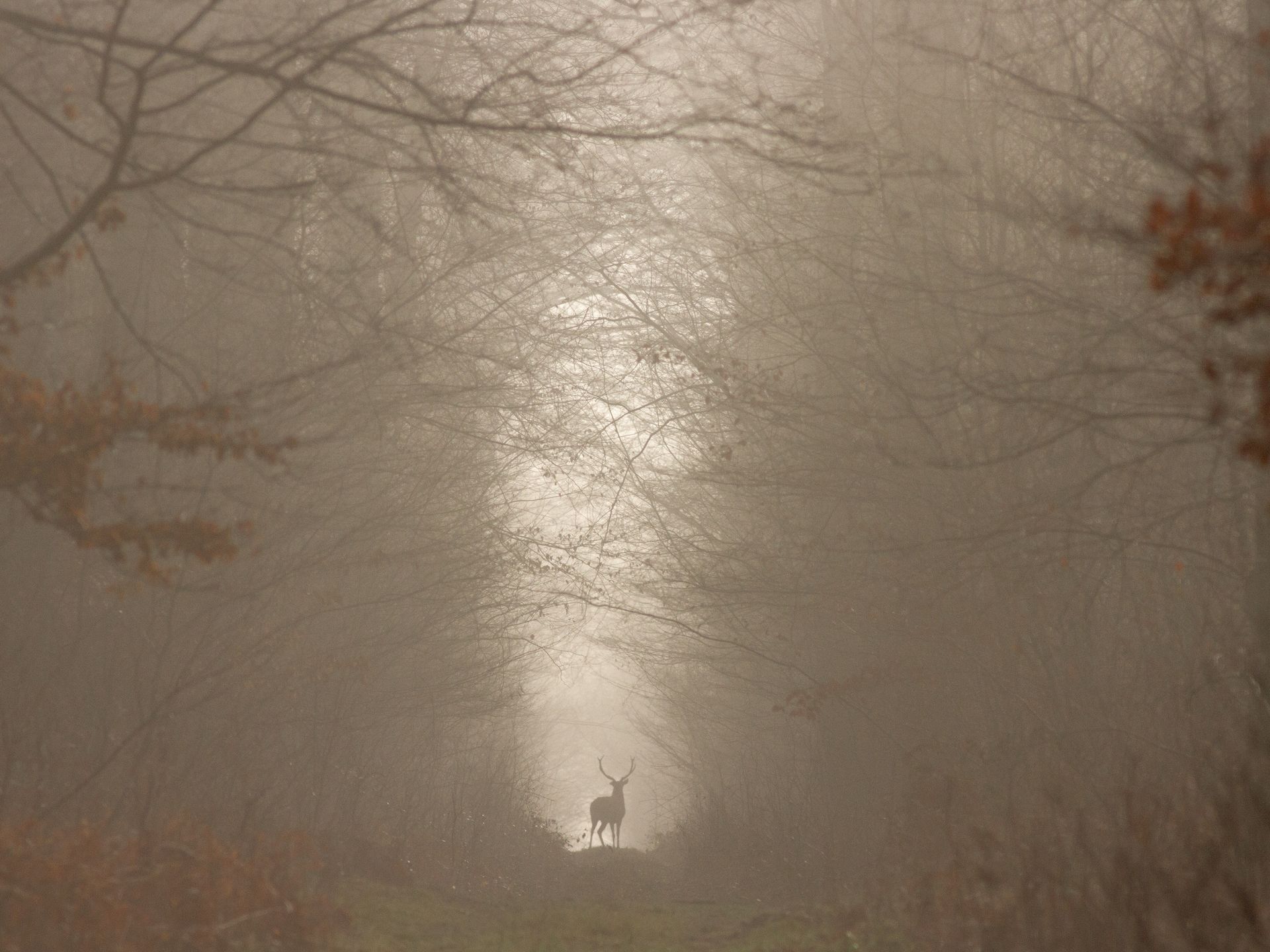 Brume sur une montagne boisée